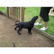 Štěňě Flat Coated Retriever 