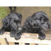 Štěňátka Flat Coated Retriever 