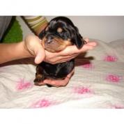 štěňata Black and Tan Coonhounda