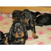Black and Tan Coonhound