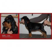 Black and Tan Coonhound