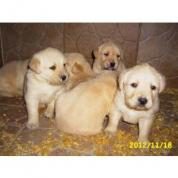 Štěňata Labradosrkého retrievera s PP