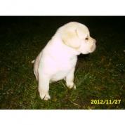 Labradorský retriever žlutá štěnata s PP