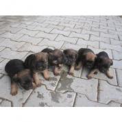 BORDER TERIER