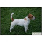 Jack Russell Teriér-chovný pejsek