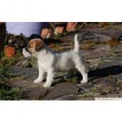 Jack Russell Teriér - štěňátka s PP