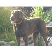 chesapeake bay retriever