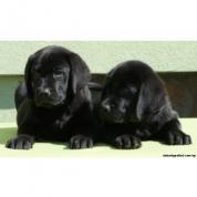 Labrador retriver s PP (černí kluci)