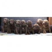 Chesapeake bay retriver s PP(hnědý pejsek a fenky)