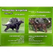 Německý křepelák - štěňata
