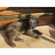Bedlington teriér s PP
