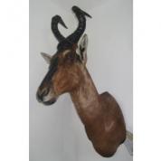 Trofej Red Hartebeest