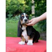 Basset Hound