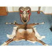 Muflon