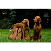 Maďarský ohař krátkosrstý - vizsla - odběr IHNED, příznivá cena!