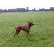 štěňata Rhodesian Ridgeback