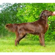 Tmavě čokoládová štěňátka Flat Coated Retrieverů