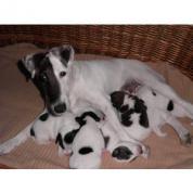 Foxterrier hladkosrstý štěňata
