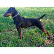 Jagdterrier