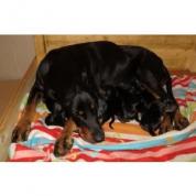 Štěňátka BLACK AND TAN COONHOUND