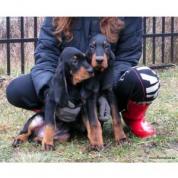 štěňata Black and Tan Coonhound