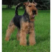 Welsh Terier