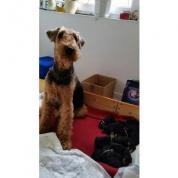 Prodám štěňata  - Airedale terrier (Erdelteriér)
