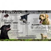 Labradorský retrivr