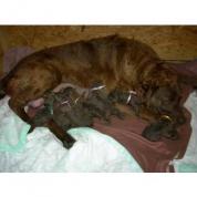 Chesapeake bay retriever