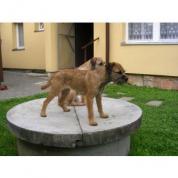 BORDER TERIER