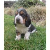 Basset Hound s PP