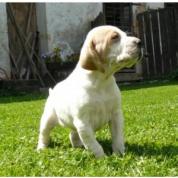 pointer