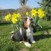 Basset Hound s PP