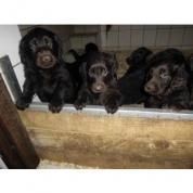 Flat Coated Retriever