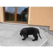 Flat Coated Retriever