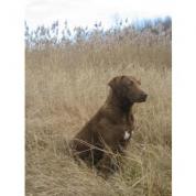 Špičková štěňata Chesapeake bay retrievera