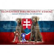 Slovenský hrubosrstý ohař