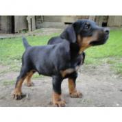 Jagdterrier