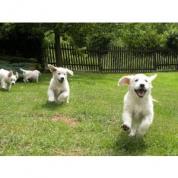 Zlatý retrívr, Golden Retriever štěňata s PP