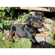 Jagdterrier