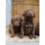Štěňata Chesapeake bay retrievera SLEVA