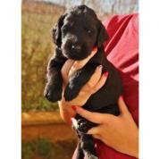 Štěňata flat coated retrieverů s PP