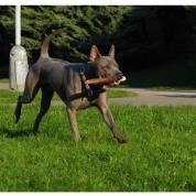 Thajský ridgeback
