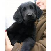Štěňata flat coated retrievera s PP