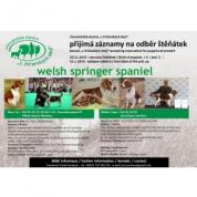 Nabízím štěňata Welsh Springer Spaniel