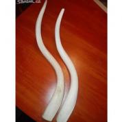 Paroží 58 cm.