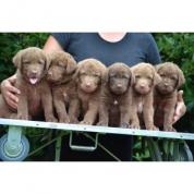 chesapeake bay retriever s PP