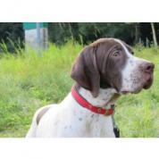 Pointer