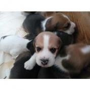 štěňata beagle s PP
