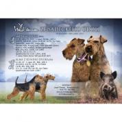 Welsh terrier - štěňata - feny